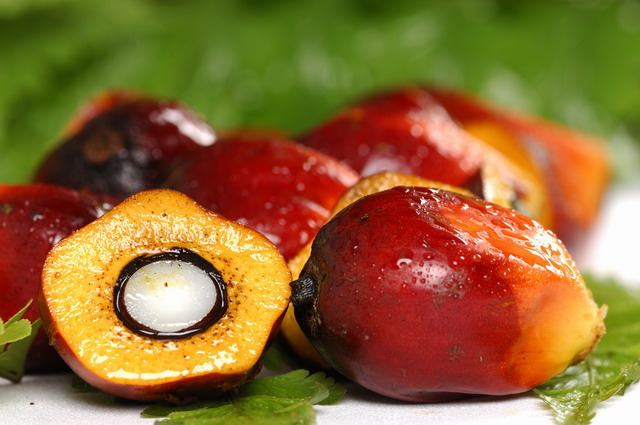 Плоды пальмового дерева из которых получают пальмовое масло